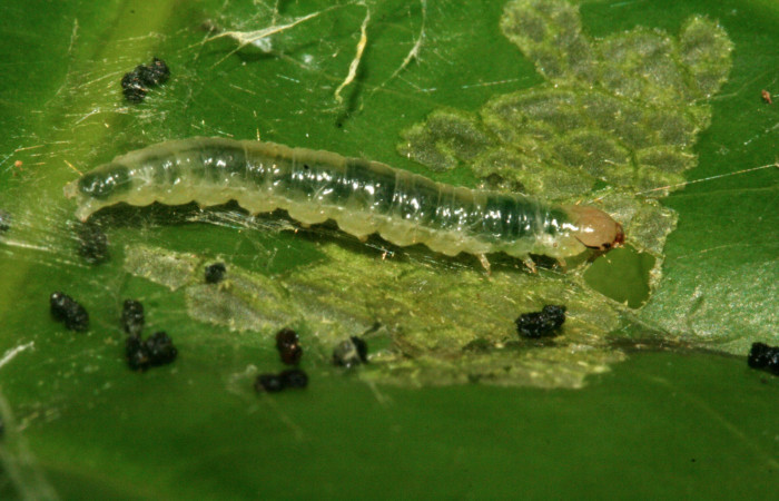 Figura 12. Larva [I]Aesiocopa[/I] necrofoliaDHJ02, Tortricidae, vista lateral. (10-SRNP-2491-  DHJ470680).