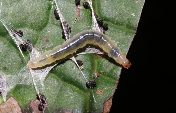 Figura 11. Larva <i>Aesiocopa</i> necrofoliaDHJ02, Tortricidae, vista dorsal. (11-SRNP-44720-  DHJ489056).