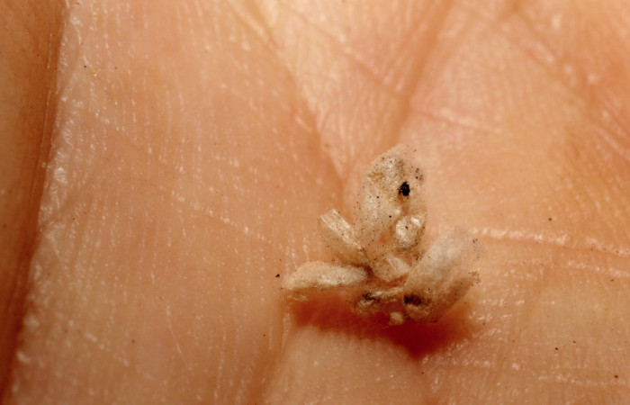 Figura 14. Capullos de la familia Braconidae, [I]Apanteles  anapiedrae[/I], parásito que ataca a la larva [I]Aesiocopa necrofolia[/I]. (12-SRNP-1523-DHJ801006).