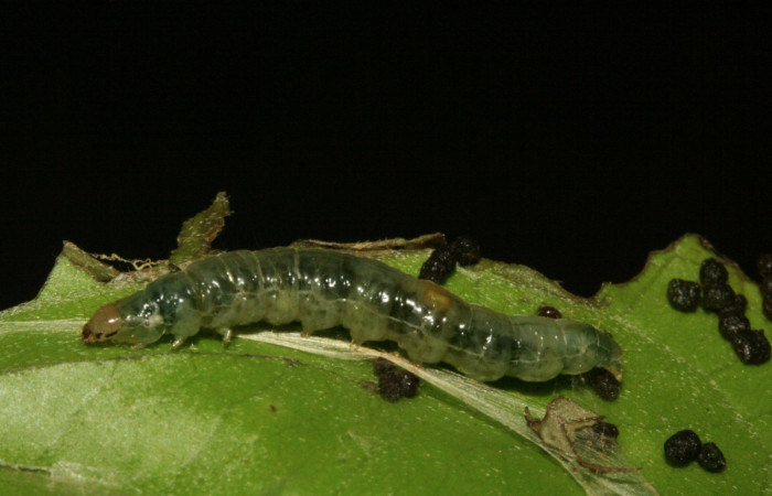 Figura 10. Larva <i>Aesiocopa</i> necrofoliaDHJ01,  Tortricidae, vista lateral. (12-SRNP-325-  DHJ487063).