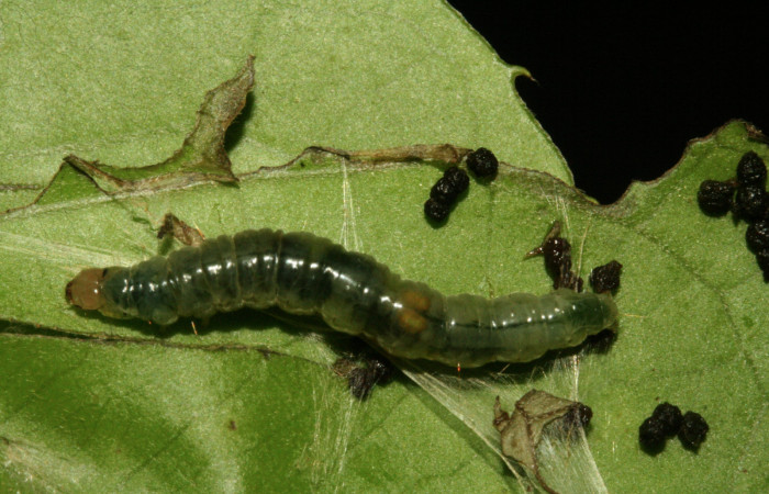 Figura 9. Larva <i>Aesiocopa</i> necrofoliaDHJ01, Tortricidae, vista dorsal. (12-SRNP-325-DHJ487064).