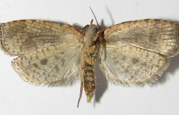 Figura 2. Adulto de <i>Aesiocopa</i>  necrofoliaDHJ02 (macho), vista ventral. (13-  SRNP-3682-DHJ573327).