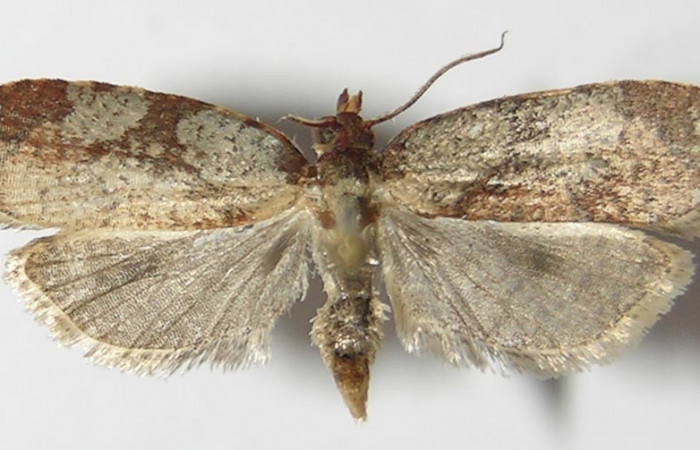Figura 1. Adulto de <i>Aesiocopa</i>  necrofoliaDHJ02 (macho), vista dorsal. (13-  SRNP-4020-DHJ573324).