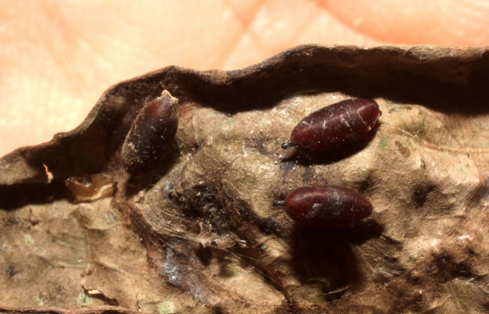 Figura 16. Exuvia de parásito de la familia  Tachinidae, [I]Xanthophyto[/I] Janzen57, que atacan  larva de [I]Aesiocopa necrofolia[/I]. (13-SRNP-40757-  DHJ804684).