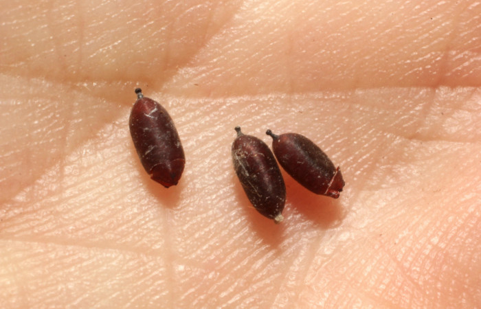 Figura 15. Exuvia de parásito de la familia Tachinidae, [I]Xanthophyto[/I] Janzen57 que atacan  larva de [I]Aesiocopa necrofolia[/I]. (13-SRNP-40757-  DHJ804685).