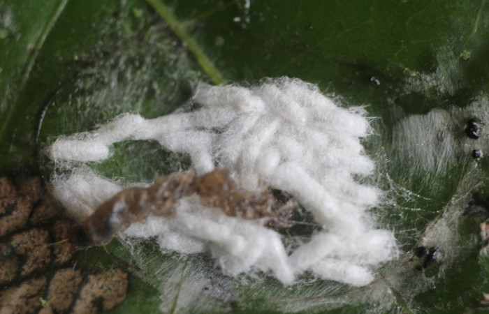 Figura 13. Capullos de la familia Braconidae, [I]Apanteles  anapiedrae[/I], parásito que ataca a la larva [I]Aesiocopa necrofolia[/I].  (15-SRNP-86-DHJ487682).