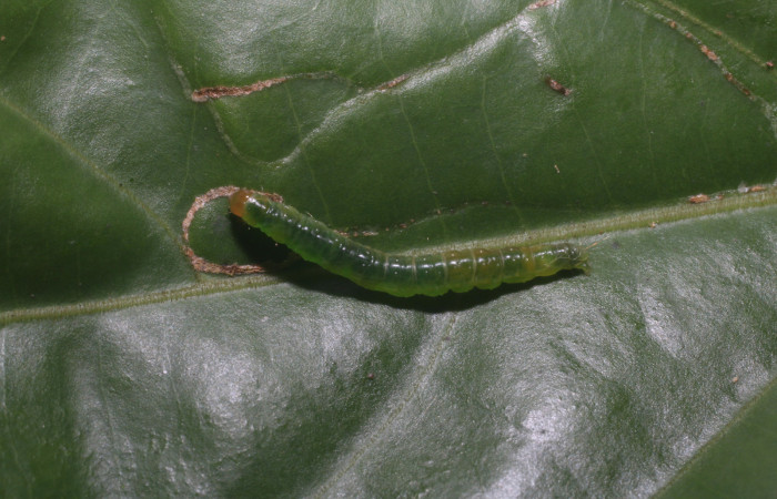 Figura 5. Larva <i>Aesiocopa necrofolia</i>,  Tortricidae, vista dorsal. (18-SRNP-80368-  DHJ714828).