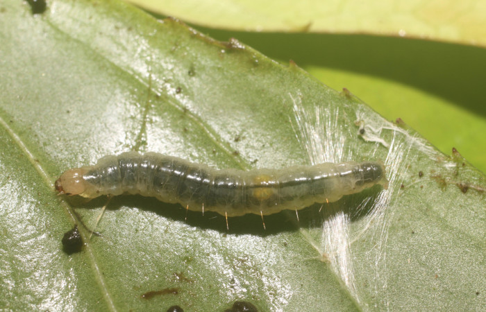 Figura 8. Larva <i>Aesiocopa necrofolia</i>, Tortricidae, detalle de la casita. (18-SRNP-80812-  DHJ715617).