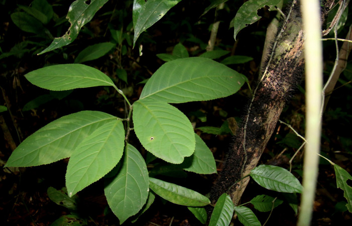 Figura 17. planta hospedera de <i>Aesiocopa necrofolia</i> de la familia, Tortricidae <i>Calatola costaricensis</i>, de la familia (Metteniusaceae) Esta planta es la preferida que se alimenta esta especie de <i>Aesiocopa necrofolia</i>, Foto, Minor Carmona Bonilla, 11/ 11 / 2020.