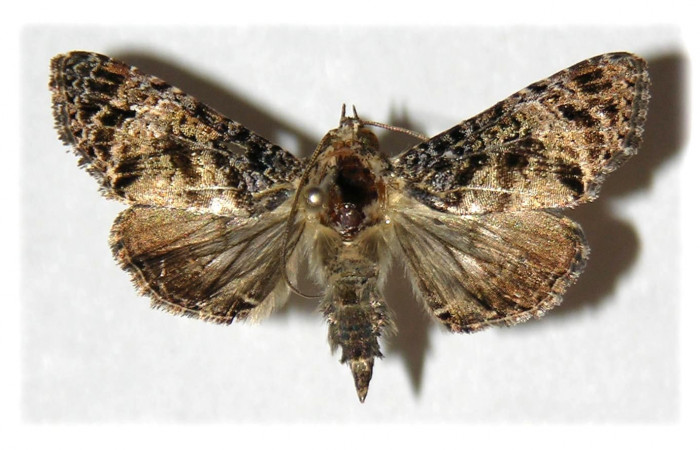 Fig. 23. Vista dorsal de macho de <i>Concana intricata</i>, (Noctuidae). Voucher: 04- SRNP-4652-DHJ314230.jpg.