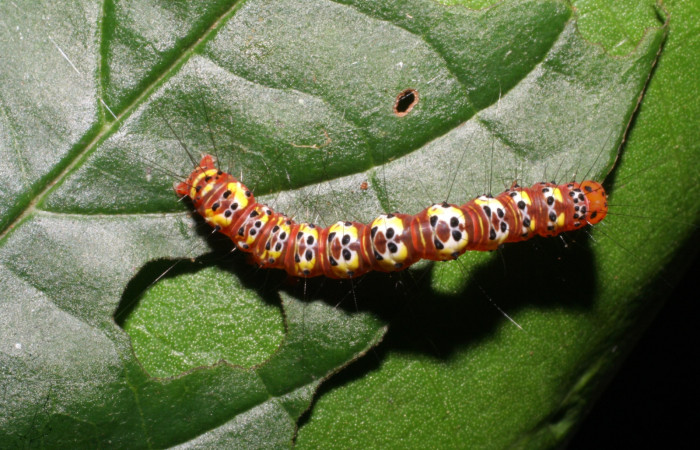 Fig. 2. Vista dorsal de <i>Concana intricata</i>, (Noctuidae). Último estadio. Voucher: 06-SRNP-43270-DHJ417231.jpg