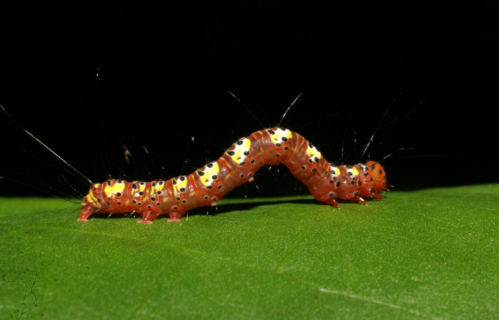 Fig. 3. Vista lateral de <i>Concana intricata</i>, (Noctuidae). Último estadio. Voucher: 06-SRNP-43270-DHJ417232.jpg