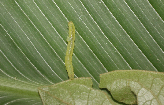 Fig. 11. Vista dorsal de <i>Concana mundissima</i>, (Noctuidae). Esta larva lleva consigo larvas de parásitos de la familia Braconidae. Voucher: 14-SRNP-56691-DHJ492268.jpg