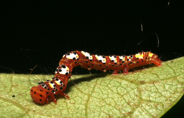 Fig. 5. Vista de la cabeza y cuerpo de <i>Concana intricata</i>, (Noctuidae). Último estadio Voucher: 15-SRNP-80072- DHJ714549.JPG