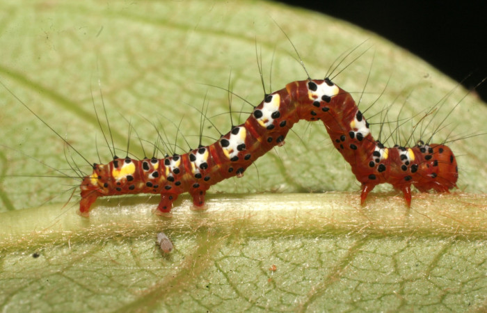 Fig. 6. Vista lateral de <i>Concana intricata</i>, (Noctuidae). Último estadio. Voucher: 15- SRNP-80072-DHJ714550.JPG.