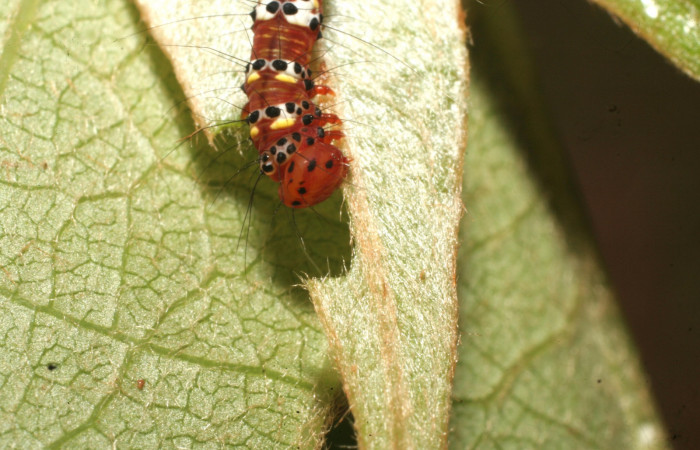 Fig. 7. Vista de la cabeza de <i>Concana intricata</i>, (Noctuidae). Último estadio. Voucher: 15- SRNP-80072-DHJ714555.JPG