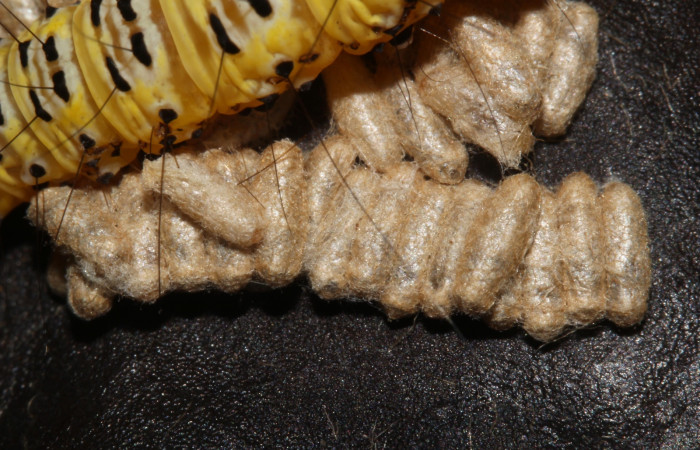 Fig. 20. Vista de capullos de parásitos de la familia: (Braconidae), junto a larva <i>Concana intricata</i>, (Noctuidae). Voucher: 17- SRNP-31720-DHJ739699.jpg.