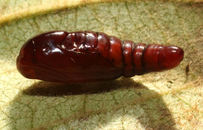 Fig. 18. Vista de pupa de <i>Concana hoshea</i>, (Noctuidae). Voucher: 18-SRNP-65253- DHJ488440.JPG.