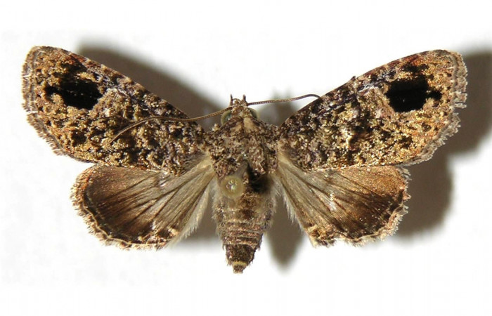 Fig. 25. Vista dorsal de hembra de <i>Concana intricata</i>, (Noctuidae). Voucher: 89-SRNP-366-DHJ315088.jpg.