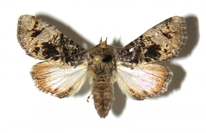 Fig. 31. Vista dorsal de <i>Concana</i> Poole02, (Noctuidae). Voucher:94-SRNP-8581- DHJ315014.jpg