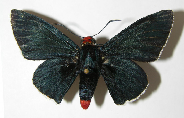 Figura 9. Adulto de <i>Pyrrhopyge zenodorus</i> (Hesperiidae), hembra vista dorsal, localidad Vado Rio Cucaracho, Sector San Cristóbal ACG (640m). Voucher: 00-SRNP-11309-DHJ340906.jpg.