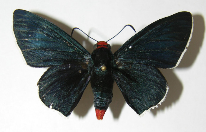 Figura 1. Adulto de <i>Pyrrhopyge zenodorus</i> (Hesperiidae), vista dorsal, localidad Pasmompa, Sector Pitilla ACG (440m). Voucher: 02-SRNP-15035-DHJ340920.jpg.