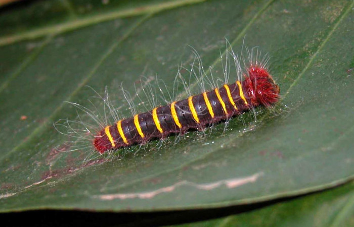 Figura 5. Larva <i>Pyrrhopyge zenodorus</i> (Hesperiidae), tercer estadío (PPU) vista lateral, localidad Quebrada Oro, Sector Del Oro ACG (290m). Voucher: 03-SRNP-1790-DHJ400055.jpg.
