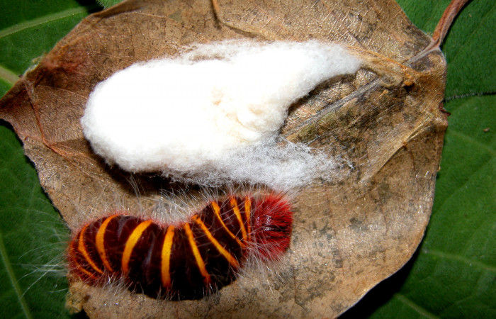 Figura 13. Larva <i>Pyrrhopyge zenodorus</i> (Hesperiidae), vista capullos de parásitos <i>Apanteles eldarayae</i> (Braconidae), localidad Sendero Rincón, Sector Rincón Rain Forest ACG (430m). Voucher: 04-SRNP-41834-DHJ401669.jpg.