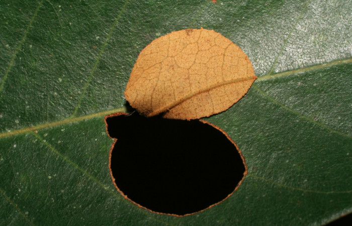Figura 3. Casita de <i>Pyrrhopyge zenodorus</i> (Hesperiidae), vista dorsal, localidad Rio Areno, Sector San Cristóbal ACG (460m). Voucher: 06-SRNP-115-DHJ409378.jpg.