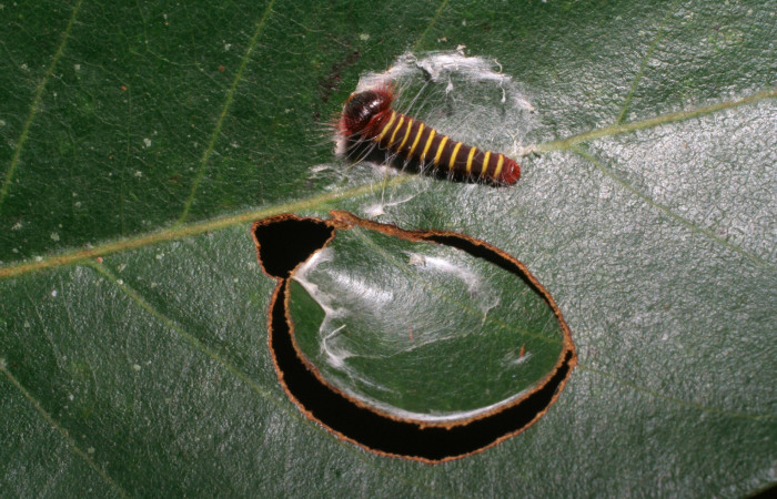 Figura 4. Larva <i>Pyrrhopyge zenodorus</i> (Hesperiidae), segundo estadío (II) vista dorsal, localidad Rio Areno, Sector San Cristóbal ACG (460m). Voucher: 06-SRNP-115-DHJ409379.jpg.