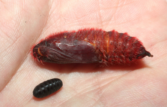 Figura 14. Pupario de parásito <i>Houghia longicercus</i> (Tachinidae) que salió de pupa de larva <i>Pyrrhopyge zenodorus</i> (Hesperiidae), localidad Cañita, Estación Biológica Quica Sector Pitilla ACG (480m). Voucher: 09-SRNP-70661-DHJ457464.jpg.