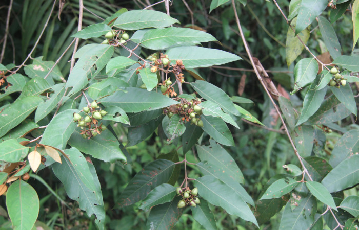 Figura 16. Planta hospedera de <i>Pyrrhopyge zenodorus</i> (Hesperiidae), esta planta se llama <i>Vismia baccifera</i> (Hypericaceae), vista frutos, localidad Bullas, Estación Biológica Quica Sector Pitilla ACG (440m).
