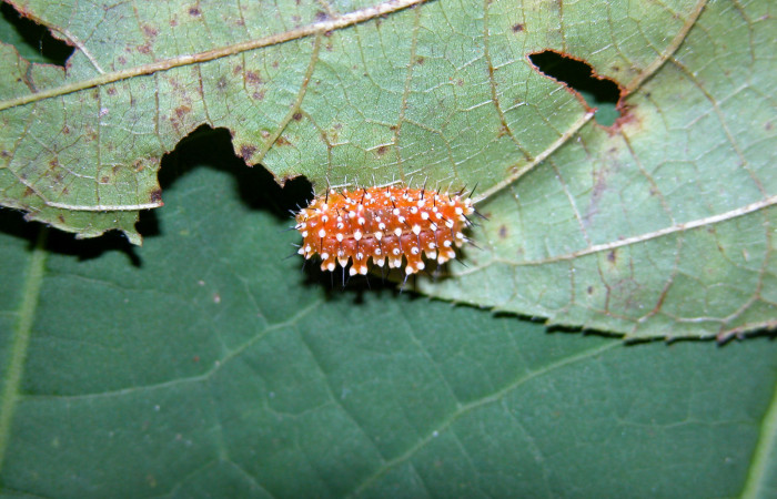 Figura 2. Larva <i>Aidos perfusa admiranda</i> (Aididae), tercer estadío (PPU) vista dorsal, localidad Conguera, Sector Rincón Rain Forest ACG (420m). Voucher: 04-SRNP-42366-DHJ401718.jpg.