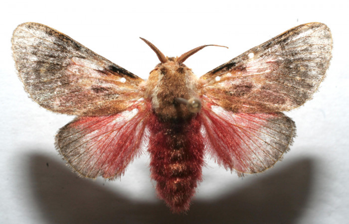 Figura 6. Adulto de <i>Aidos perfusa admiranda</i> (Aididae), macho vista dorsal, localidad Quebradona Estación Biológica Quica, Sector Pitilla ACG (475m). Voucher: 07-SRNP-100673-DHJ610637.jpg.