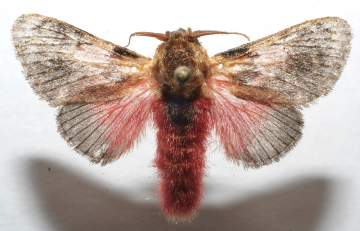 Figura 7. Adulto de <i>Aidos perfusa admiranda</i> (Aididae), macho vista ventral, localidad Quebradona Estación Biológica Quica, Sector Pitilla ACG (475m). Voucher: 07-SRNP-105652-DHJ615616.jpg.