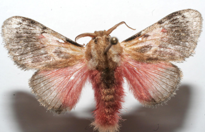 Figura 1. Adulto de <i>Aidos perfusa admiranda</i> (Aididae), vista dorsal, localidad Estación Biológica Quica, Sector Pitilla ACG (470m). Voucher: 09-SRNP-101893-DHJ635128.jpg.