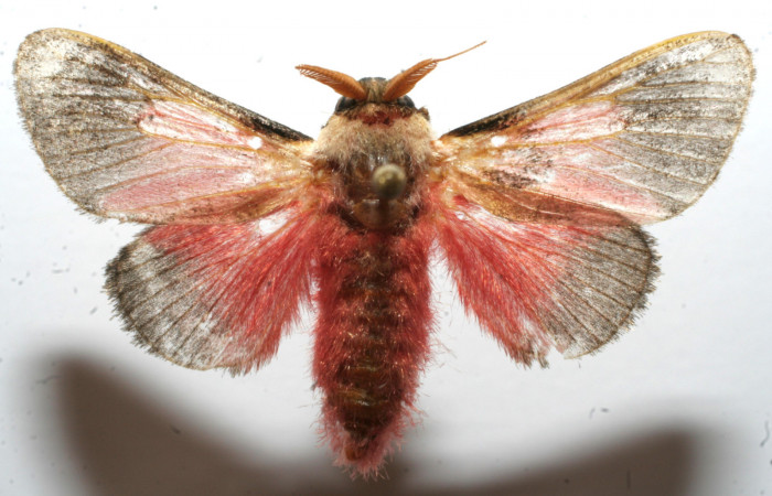 Figura 8. Adulto de <i>Aidos perfusa admiranda</i> (Aididae), vista dorsal, localidad Quebradona Estación Biológica Quica, Sector Pitilla ACG (475m). Voucher: 10-SRNP-104578-DHJ649453.jpg.