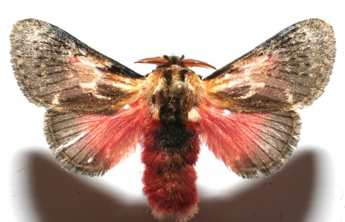 Figura 9. Adulto de <i>Aidos perfusa admiranda</i> (Aididae), vista ventral, localidad Quebradona Estación Biológica Quica, Sector Pitilla ACG (475m). Voucher: 10-SRNP-104698-DHJ649573.jpg.