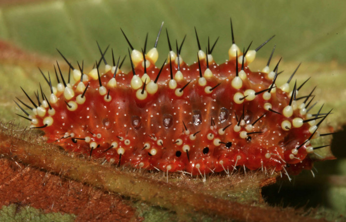 Figura 5. Larva <i>Aidos perfusa admiranda</i> (Aididae), último estadío (U) vista lateral, localidad Sendero Nacho Sector Pitilla ACG (710m). Voucher: 12-SRNP-31598-DHJ700112.jpg.