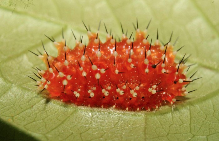 Figura 3. Larva <i>Aidos perfusa admiranda</i> (Aididae), tercer estadío (PPU) vista lateral, localidad Quebradona Estación Biológica Quica, Sector Pitilla ACG (475m). Voucher: 13-SRNP-71610-DHJ703272.jpg.