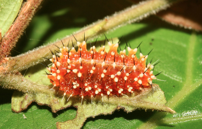 Figura 4. Larva <i>Aidos perfusa admiranda</i> (Aididae), penúltimo estadío (PU) vista dorsal, localidad Quebradona Estación Biológica Quica, Sector Pitilla ACG (475m). Voucher: 13-SRNP-71610-DHJ703274.jpg.