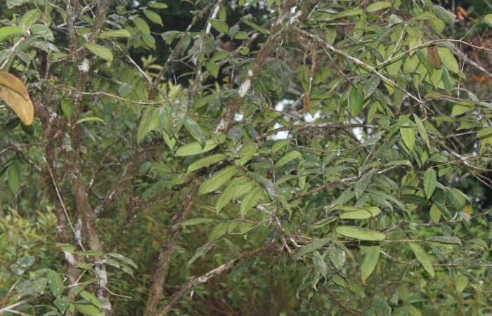 Figura 10. Planta hospedera de <i>Aidos perfusa admiranda</i> (Aididae), planta llamada <i>Eugenia stipitata</i> (Myrtaceae), localidad Quebradona Estación Biológica Quica, Sector Pitilla ACG (475m), foto: Ricardo Calero 18 Noviembre 2020.