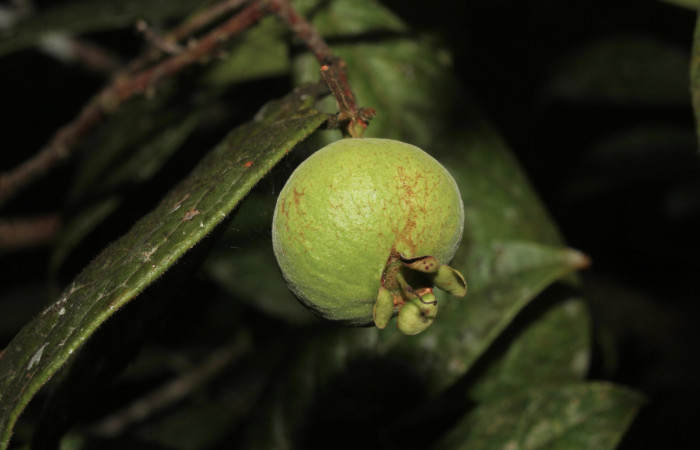 Figura 11. Fruto verde de <i>Eugenia stipitata</i> (Myrtaceae) planta hospedera de <i>Aidos perfusa admiranda</i> (Aididae), localidad Quebradona Estación Biológica Quica, Sector Pitilla ACG (475m), foto: Ricardo Calero 18 Noviembre 2020.