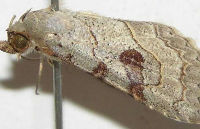 Fig.1  Adulto <i>Antiblemma</i> Poole31  parte lateral, mostrando estructura llamada palpos maxilar caracteristica de la familia  Erebidae.  Voucher: 08-SRNP-30523-DHJ397631.jpg