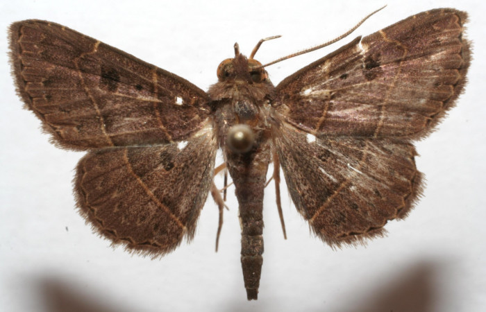 Fig.4.  Adulto <i>Antiblemma pira</i> ventral  macho.
Voucher: 99-SRNP-5449-DHJ320943.jpg