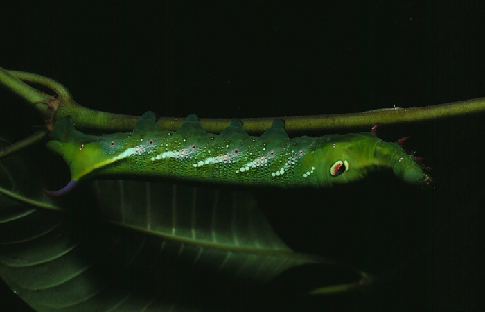 Fig. 6. Larva U estadío Xylophanes juanita, posición   lateral, Area de Conservación Guanacaste, Sector Santa Rosa, Tanquetas, elevación 295 m.s.n.m.  (81-SRNP-233-DHJ2274.jpg).