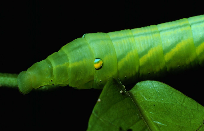 Fig. 14. Larva U estadío Xylophanes porcus, posición lateral, Area de Conservación Guanacaste, Sector Santa Rosa, Bosque Húmedo, elevación 290 m.s.n.m.  (84-SRNP-367-DHJ7289.jpg).