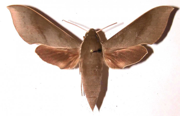Fig. 16. Adulto Xylophanes porcus, hembra, posición dorsal, Area de Conservación Guanacaste, Sector Santa Rosa, Bosque San Emilio, elevación 300 m.s.n.m.  (85-SRNP-418-DHJ37476.jpg).
