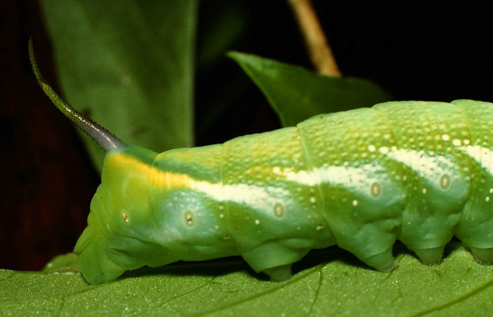 Fig. 8. Larva U estadío Xylophanes juanita, posición trasera, Area de Conservación Guanacaste, Sector El Hacha, Sendero Bejuquilla, elevación 280 m.s.n.m.  (98-SRNP-4961-DHJ45351.jpg).