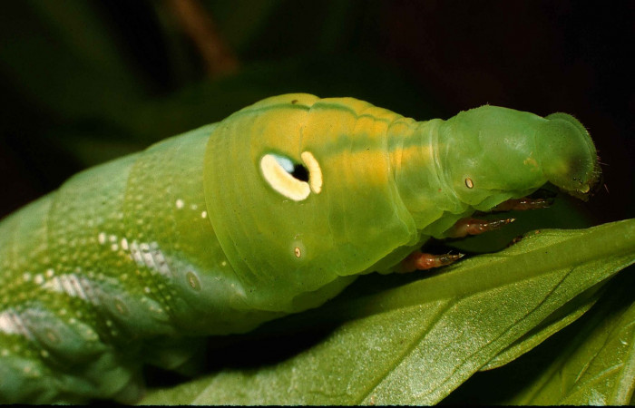 Fig. 9. Larva U estadío Xylophanes juanita, posición frontal lateral, Area de Conservación Guanacaste, Sector Santa Rosa, Bosque Húmedo, elevación 290 m.s.n.m.  (98-SRNP-4961-DHJ45354.jpg).